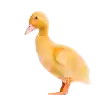 Bebek