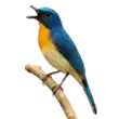 Burung